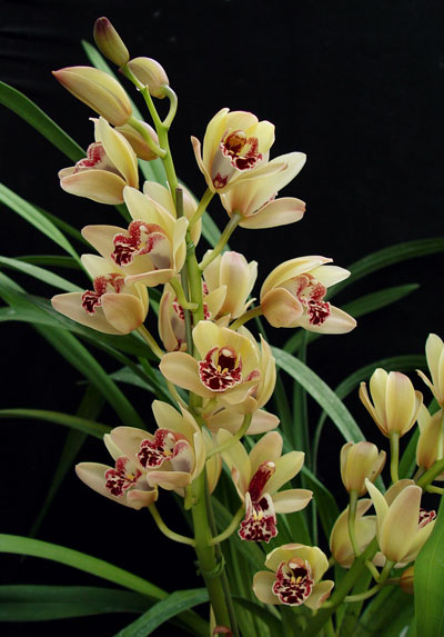 Cymbidium Orchid Care,Electric Dryer Connection Vs Gas