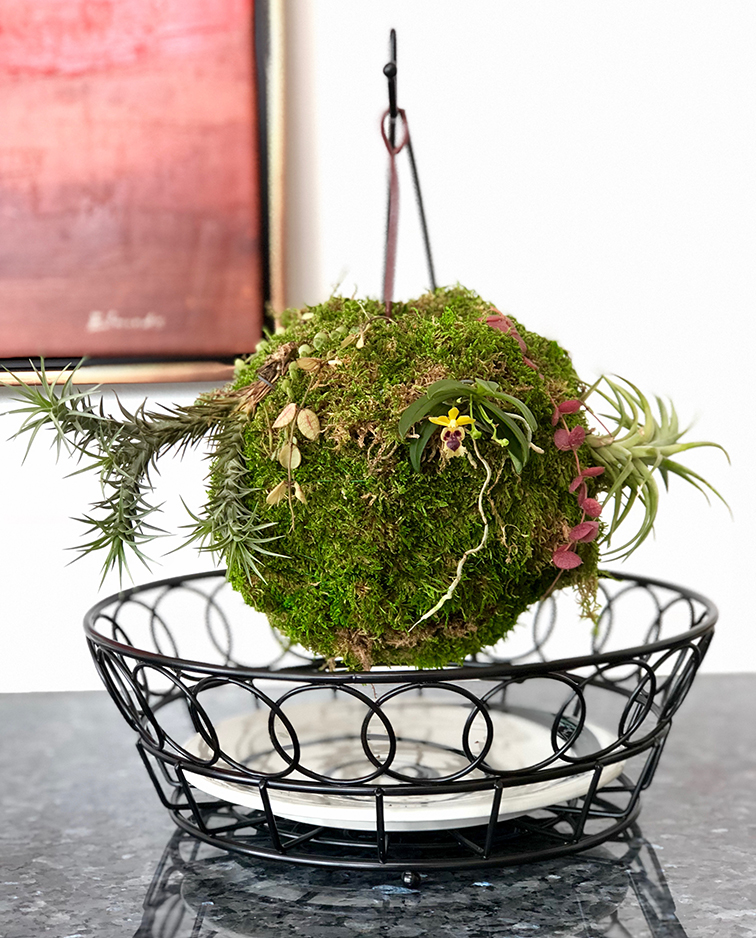 How to make 'Kokedama' for Epiphytic orchids , the Japanese